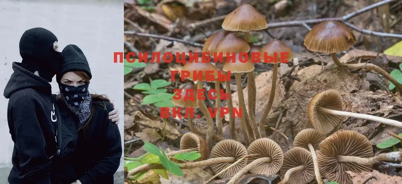 мега ССЫЛКА  где купить   даркнет как зайти  Галлюциногенные грибы MAGIC MUSHROOMS  Братск 